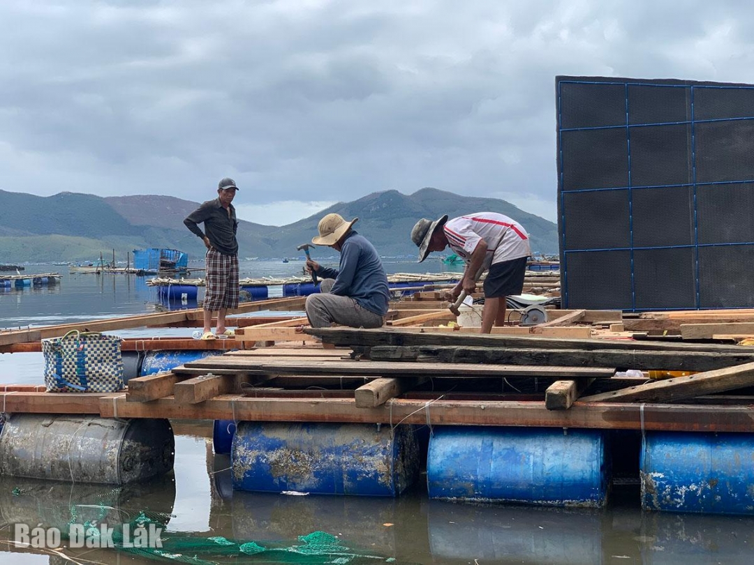 Thủ phủ tôm hùm gượng dậy sau bão lũ